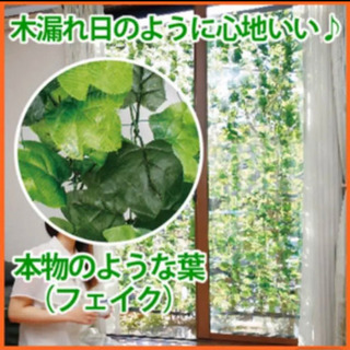 緑のカーテンの画像