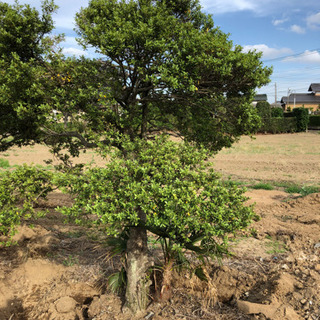 樹木 2本 売ります