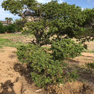 樹木 2本 売りますの画像