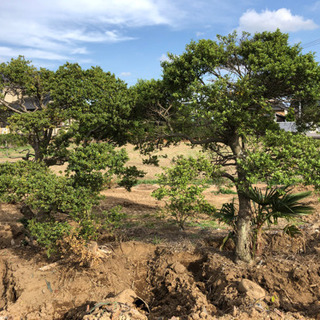 樹木 2本 売りますの画像
