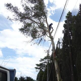 危険木伐採、高木伐採、大径木伐採、枯木伐採、高所作業車や重機が入れない場所の伐採などなど、困った木、気になる木、伐採不可能だとあきらめていた木の伐採、承ります - 剪定/造園