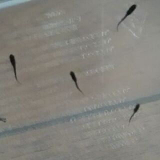 ブラックダイヤメダカ 稚魚10＋α