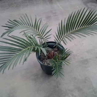 [値下げ] ソテツ 蘇鉄 (cycas revoluta)