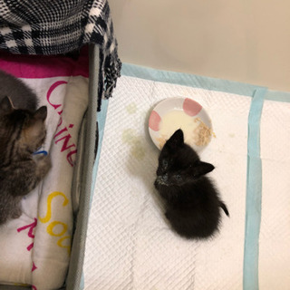 子猫ちゃん達を保護しましたฅ^• ·̫ •^ฅ