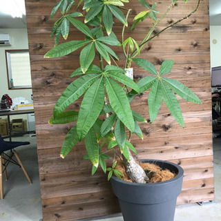 パキラ 観葉植物 