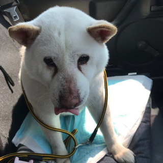 柴犬 白 名前シロ  ８歳人なつこくて利口です。