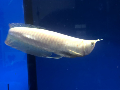 アルビノシルバーアロワナ