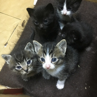 生後約二ヵ月の子猫です