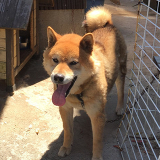 血統書付きの柴犬です〜