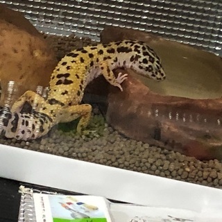 里親募集
