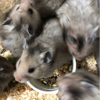 ゴールデンハムスター 長毛