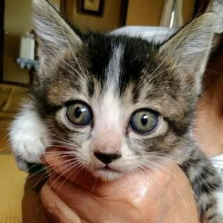 子猫の里親さんになって♡一旦受付中断します