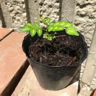 山椒の苗
