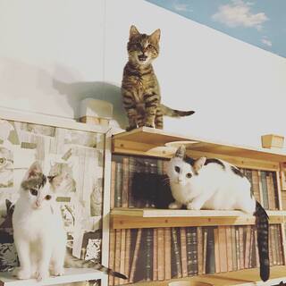本日！動物虐待を許さない～！！参議院会館で勉強会間に合います！！...