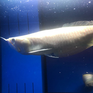 アルビノシルバーアロワナセミショート！ Aqua tss』アルビノプラチナシルバーアロワナ☆鬼ぞりセミショート