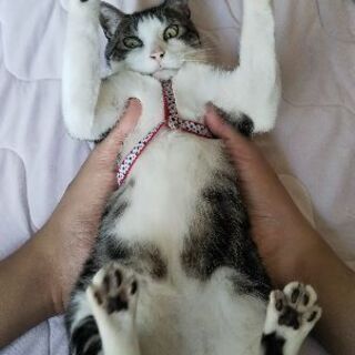 猫が脱走しました