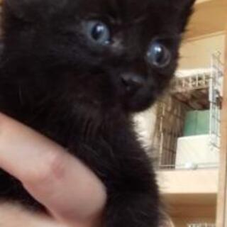 黒猫(子猫)、里親さん募集！