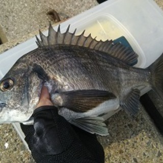 久留米市中心に筑後の釣り仲間募集