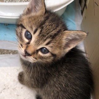 野良猫が産んだ子達・生後1ヶ月
