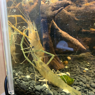 テナガエビ