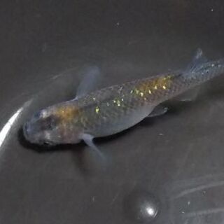 メダカの卵を格安でお譲りいます✨