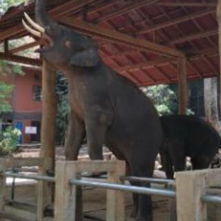 タイ語を教えてください。