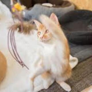 6月8日(土) 猫カフェ街コンパーティー