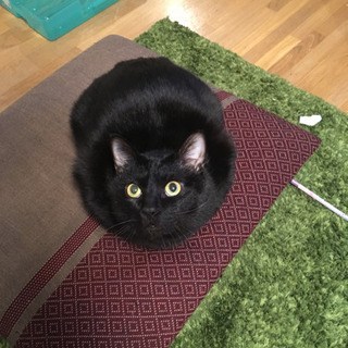 取手市 【黒猫】迷い猫探しています 