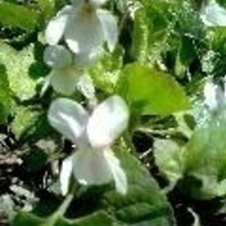 ニオイスミレ/ヴィオラ･オドラータ（花色指定不可）大株500円