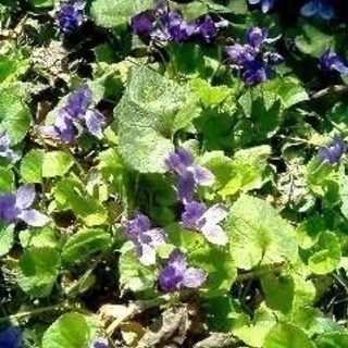 ニオイスミレ/ヴィオラ･オドラータ（花色指定不可）大株500円の画像