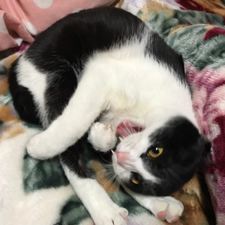 ネコ好き〜🐈