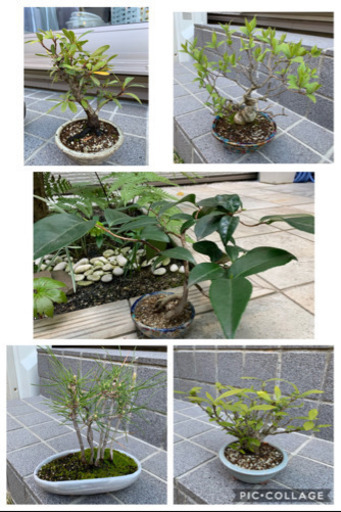 ミニ盆栽14鉢セット売り