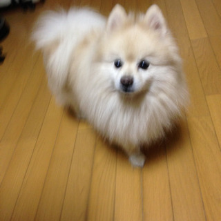 里親を探してます