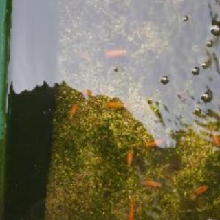 らんちゅう当歳魚1匹100円の画像