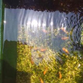 らんちゅう当歳魚1匹100円