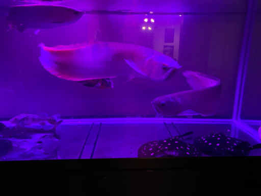 9日まで！  シルバー 60センチ弱