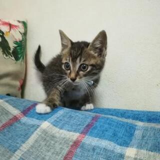 １ヶ月半キジ白♂里親様決定しました。🐱