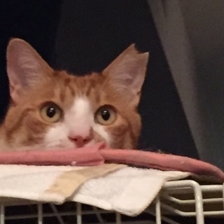 抱っこ、爪切りOK　5歳茶トラ穏やかな男の子 - 猫