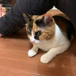 おとなしい三毛猫（メス）