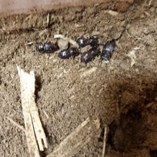 ルイスツノヒョウタンクワガタ5匹セット