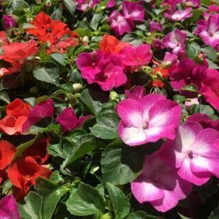 お花のバイキング♪～夏のお花編～の画像