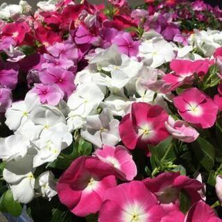 お花のバイキング♪～夏のお花編～の画像