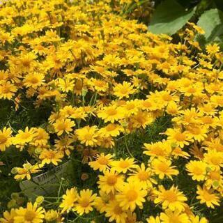 お花のバイキング♪～夏のお花編～の画像
