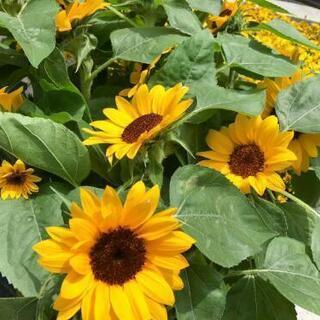 お花のバイキング♪～夏のお花編～の画像