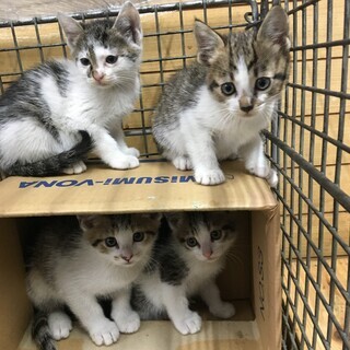 元気なサバトラ白仔猫《5匹のうち4匹トライアル中です》大切に飼っ...