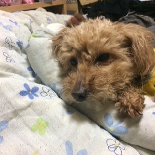 アラフィフの方 - 厚木市