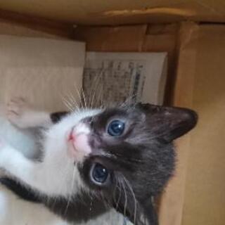 子猫の里親さんを探しております。