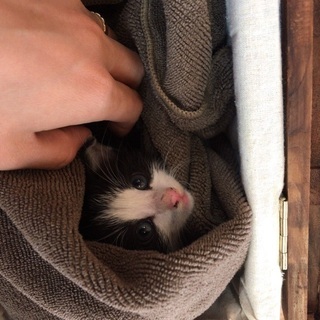 １ヶ月の白黒おチビちゃん