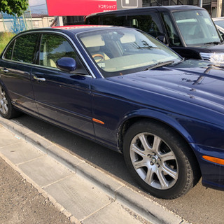 jaguar の画像
