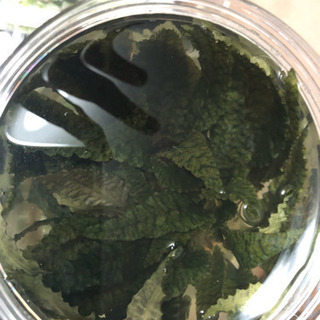 デナリー社 クリプトコリネフラミンゴ  無農薬！  超特大株